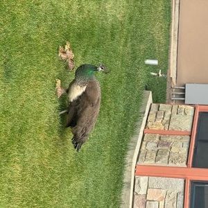 Meet your Posher, Kenya